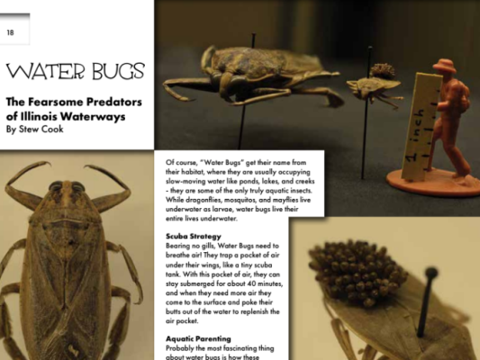 Water Bugs Article