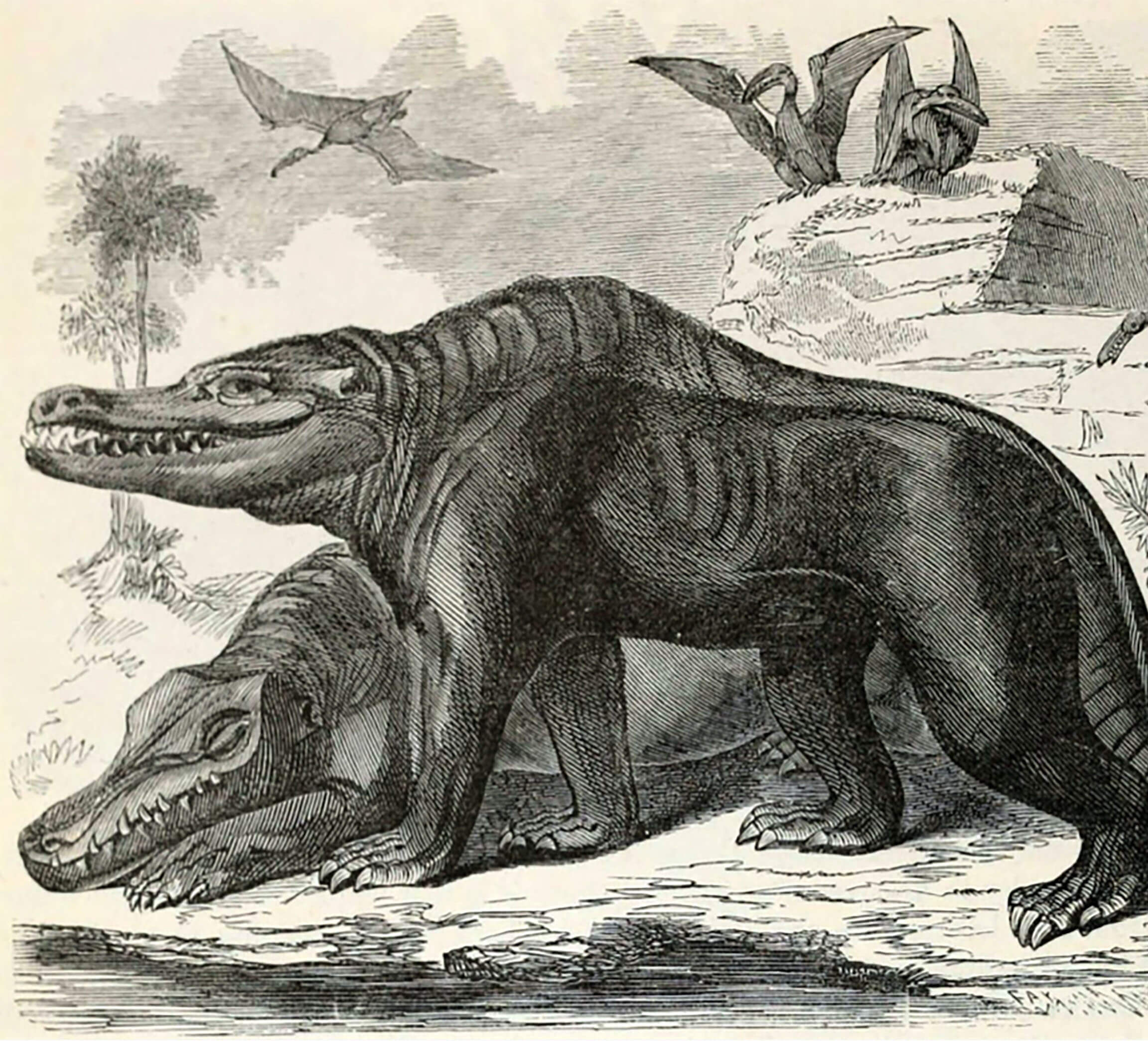 crinoids-profilecard-600x450_0