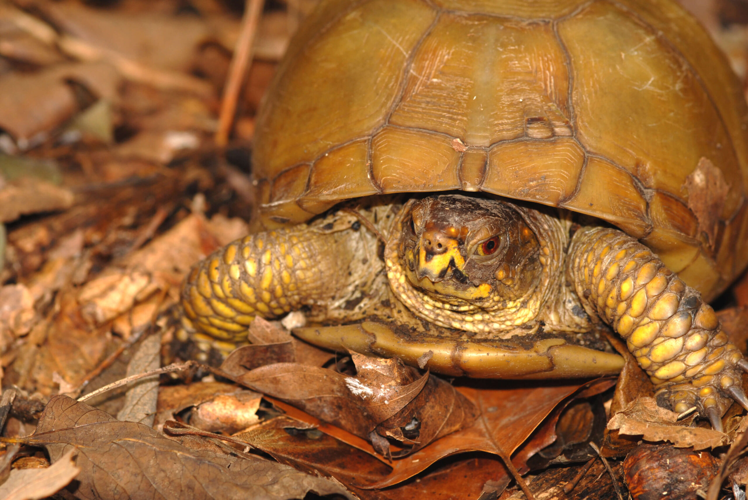 Three-toed Box Turtle | Burpee Museum of Natural History