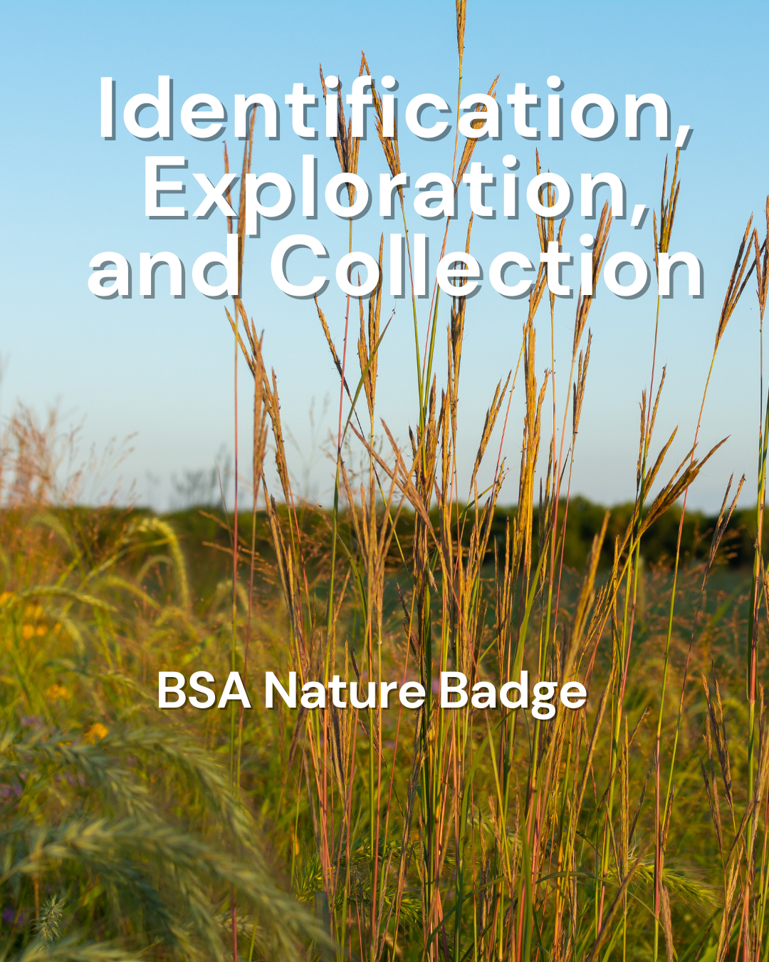 BSAMammalBadge